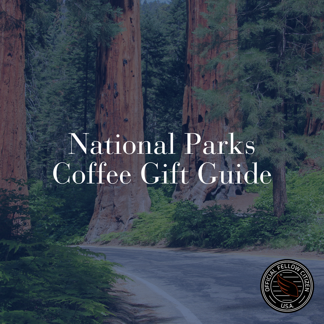 Image of Sequoia Trees "National Parks Coffee Gift Guide" 